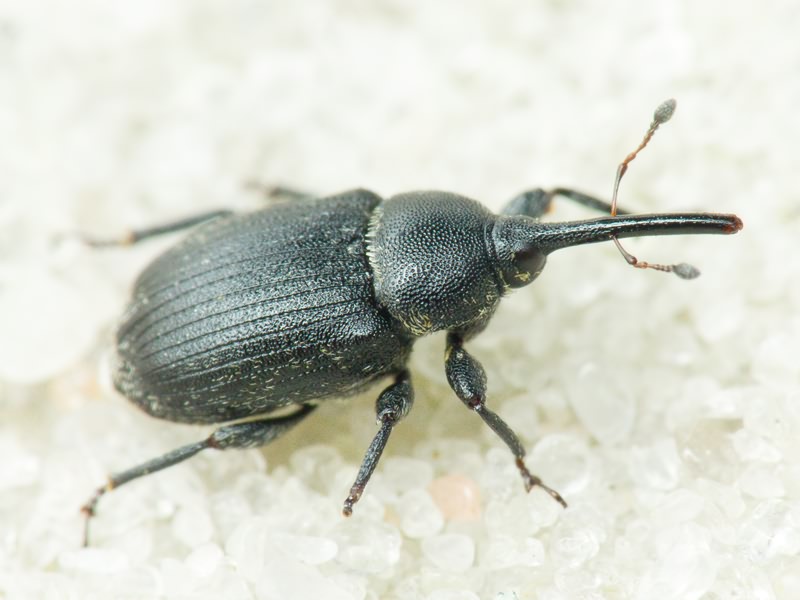 Rhinusa asellus (Gravenhorst, 1807)
